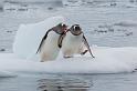 136 Antarctica, Danco Island, ezelspinguins